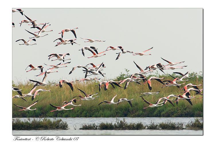 Fenicotteri nel Delta del Po